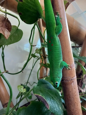 Madagaskar Taggecko Phelsuma grandis 1.0 und 0.1