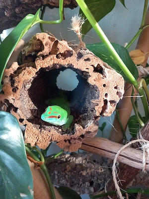 Phelsuma grandis-Männchen (Großer Madagaskar-Taggecko)