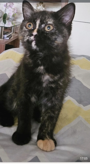 Bkh Katzenbabys