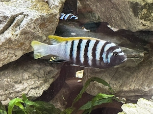 Malawi Buntbarsch Mbuna-Cichliden Cynotilapia zebroides Jalo Reef