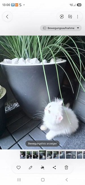 Persische baby kitten zu Verkaufen 
