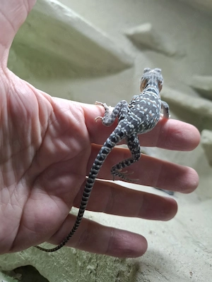 3.4 Nachzuchten von Halsbandleguan (Crotaphytus collaris collaris) abzugeben