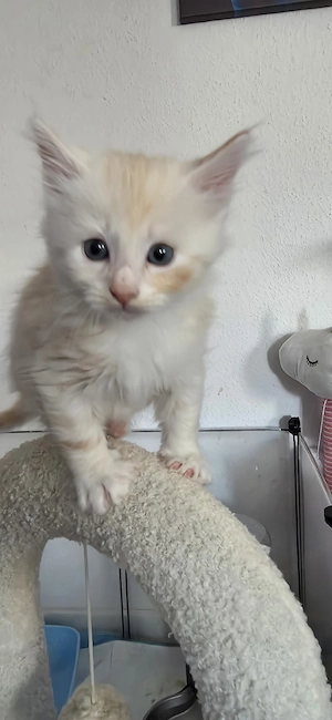 Main coon kitten 