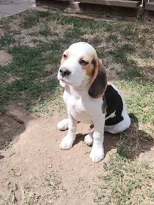 Beaglewelpe Anton