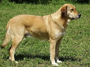 Labrador Mix 3j 50kg 60cm gemütliche Hündin sucht ruhiges Zuhause 
