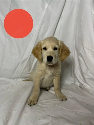 Golden Retriever Welpen 9.5 