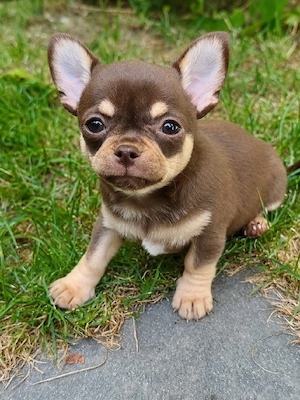 *Traumhaft schöner Chihuahua Welpe Rüde aus Champion Verpaarung*