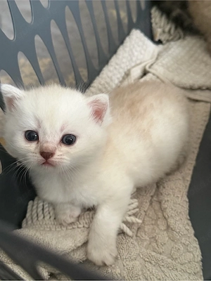 Vier süße Katzen zum Verkaufen