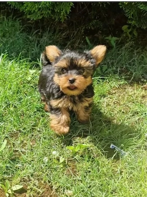 Yorkshire terrier 