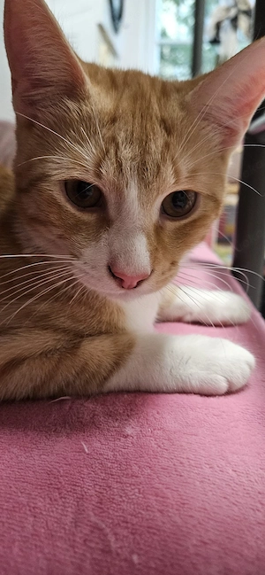 Maine coon mix Katerchen 