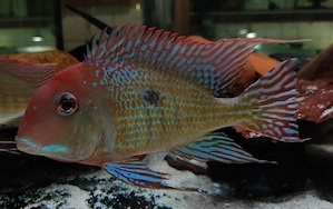 Geophagus pyrocephalus - Geophagus sp. Red Head - Erdfresser