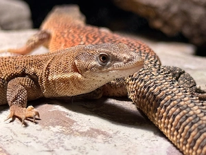 1.3 Varanus Primordius