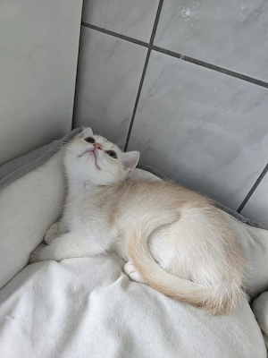 Wunderschöner Britisch Kurzhaar Kater sucht ein liebevolles Zuhause   