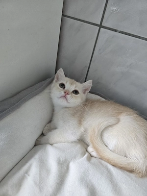 Unser kleiner Britisch Kurzhaar Kater, geboren am 10. April, sucht eine liebevolle Familie, 