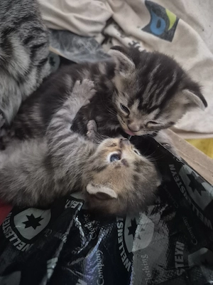 Babykatzen 