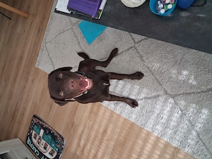 Labrador rüde  schoko