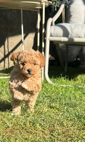 Maltipoo Rübe abgabebereit