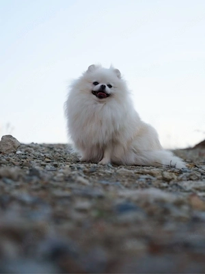 Pomeranian Welpen 