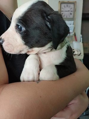 Welpen ,Labrador mix