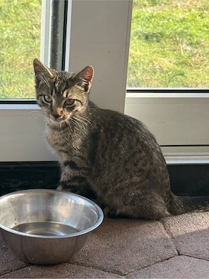 kitten abzugeben 