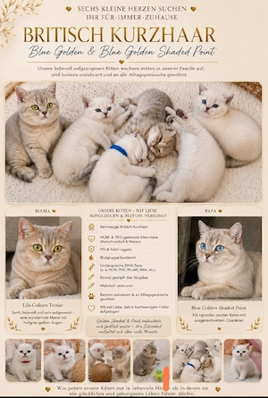 zauberhafte bkh kitten blue golden tabby point