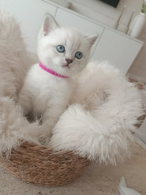 zauberhafte bkh kitten blue golden tabby point