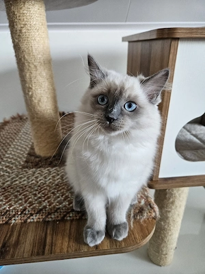 3 wunderschöne Ragdoll Kitten abgabebereit 