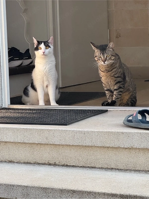 Katze Katzenpaar 