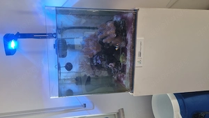 Salzwasser Cube Reef Factory