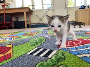 2 Babykater suchen dich