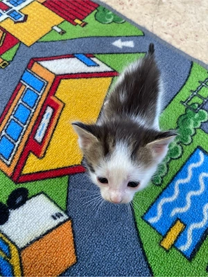 2 Babykater suchen dich