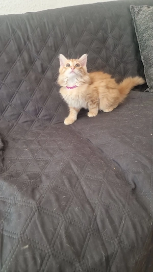 Ich verkaufe hier 10 Wochen alte 2 baby Katzen 