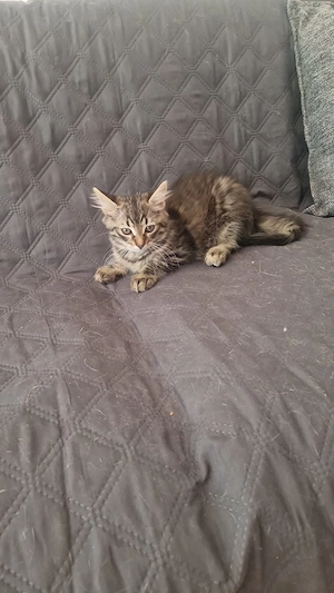 Der wunderschönes Katze Baby sucht neue Zuhause