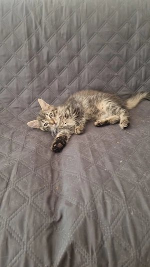 2X wunderschöne baby Katzen suchen neue Zuhause 