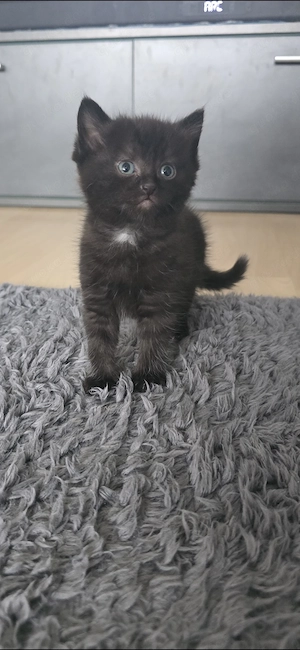 Katzenbaby babykatze