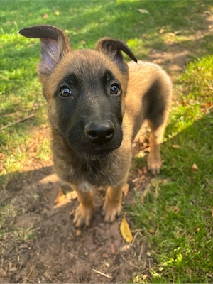 x herder welpen 