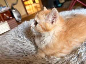 Unwiderstehliches, ultra-flauschiges ginger-weißes Kitten in liebevolle Hände abzugeben!