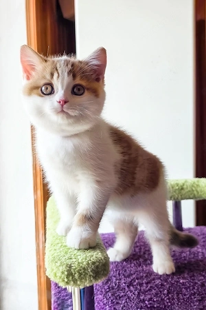 Ein süßes, 3 Monate altes Maine-Coon-Kätzchen sucht ein liebevolles Zuhause für immer.   