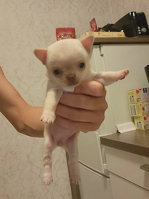Wunderschöne Chihuahua-Hündin sucht ihr liebevolles Zuhause 
