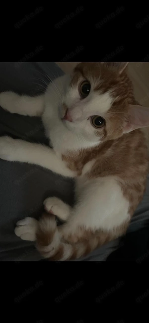 liebe voller kater 