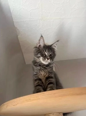 Maine Coon Kitten Blue Grau