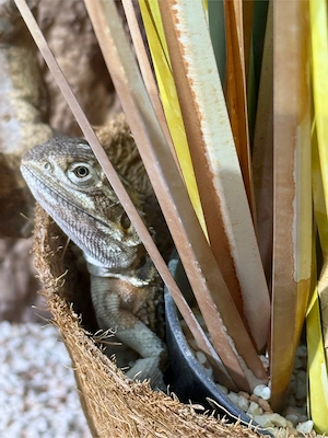 Zwergbartagame + Terrarium + Zubehör: ZU VERSCHENKEN   Selbstabholung Stuttgart-Feuerbach