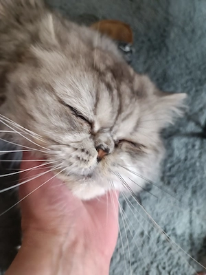 Perserkatze Kater unkastriert 