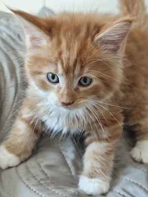 Maine-Coon-Kätzchen   suchen ein liebevolles Zuhause