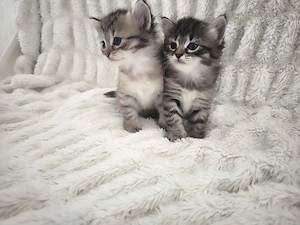 Reinrassige sibirische waldkatzen kitten kunterbunt