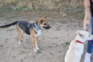 Schäferhund Mix Hündin