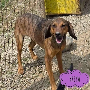Freya, liebe und gutmütige Junghündin braucht endlich ein richtiges Zuhause