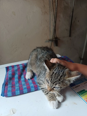 Katze Babykatze 