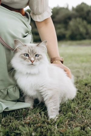 Reinrassige Neva-Masquerade-Katze sucht ein liebevolles Zuhause 