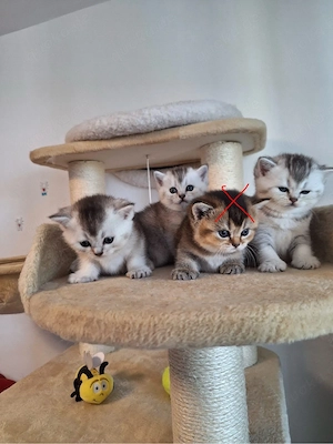 BKH Reinrassige Kitten.